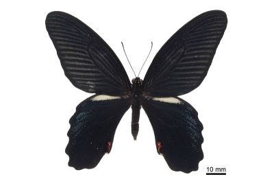 黑鳳蝶 Papilio protenor protenor