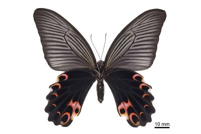 黑鳳蝶 Papilio protenor protenor
