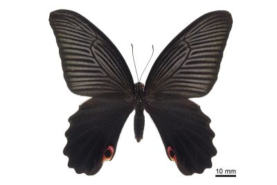 黑鳳蝶 Papilio protenor protenor