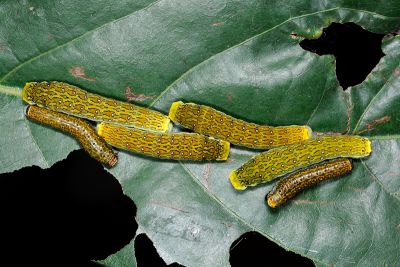 黃星斑鳳蝶 Papilio epycides melanoleucus
