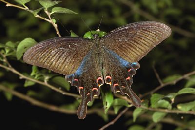 翠鳳蝶 Papilio bianor thrasymedes 雌蟲
