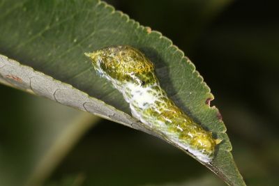 翠鳳蝶 Papilio bianor thrasymedes