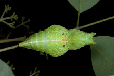 翠鳳蝶 Papilio bianor thrasymedes
