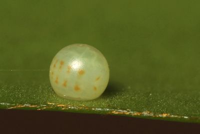木蘭青鳳蝶 Graphium doson postianus