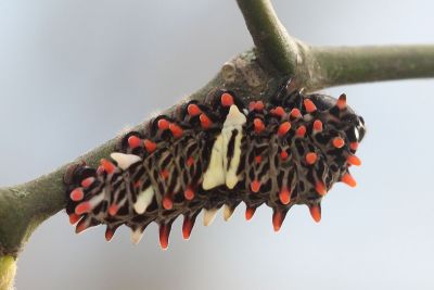 曙鳳蝶 Atrophaneura horishana