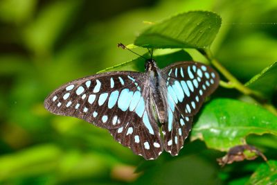 木蘭青鳳蝶 Graphium doson postianus 雄蟲