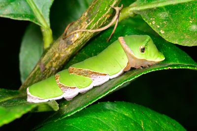 黑鳳蝶 Papilio protenor protenor