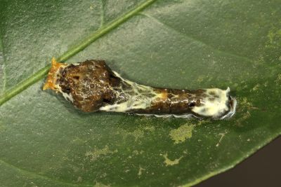 黑鳳蝶 Papilio protenor protenor