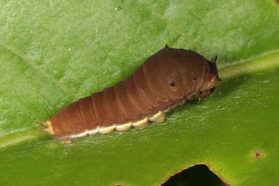 木蘭青鳳蝶 Graphium doson postianus