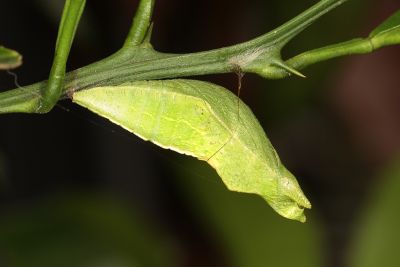 黑鳳蝶 Papilio protenor protenor