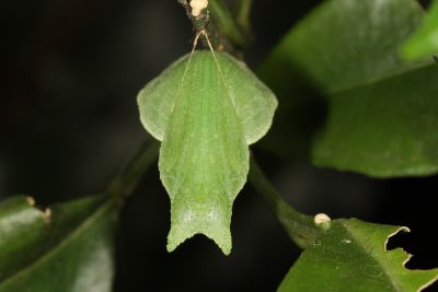 黑鳳蝶 Papilio protenor protenor