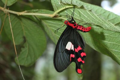 多姿麝鳳蝶 Byasa polyeuctes termessus 雌蟲