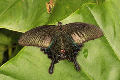 翠鳳蝶 Papilio bianor thrasymedes 雄蟲