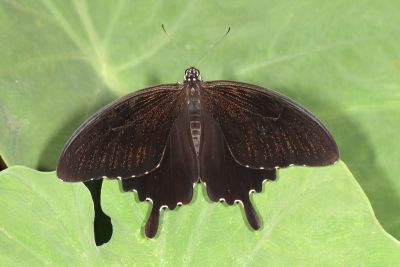 大白紋鳳蝶 Papilio nephelus chaonulus 雄蟲