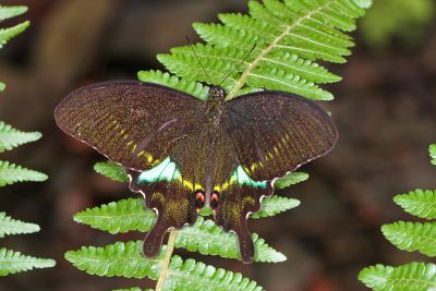 臺灣琉璃翠鳳蝶 Papilio hermosanus 雄蟲