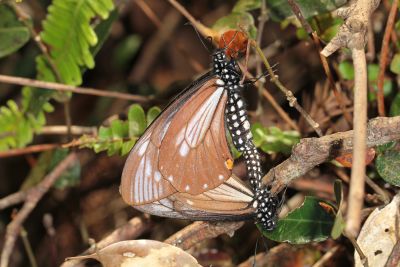 黃星斑鳳蝶 Papilio epycides melanoleucus 交尾中個體