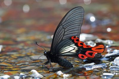 臺灣寬尾鳳蝶 Papilio maraho 雌蟲