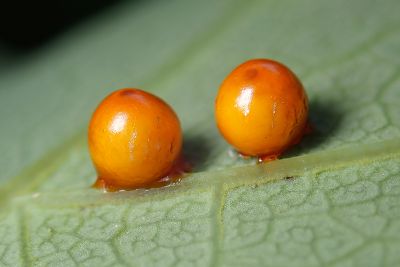 珠光裳鳳蝶 Troides magellanus sonani