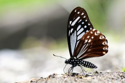 斑鳳蝶 Papilio agestor matsumurae 雄蟲