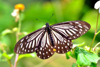 黃星斑鳳蝶 Papilio epycides melanoleucus