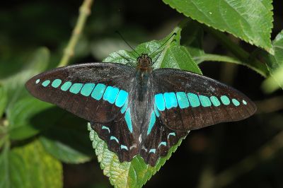 青鳳蝶 Graphium sarpedon connectens 性別不明