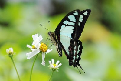寬帶青鳳蝶 Graphium cloanthus kuge 雄蟲