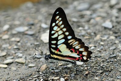 木蘭青鳳蝶 Graphium doson postianus 雄蟲