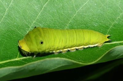 木蘭青鳳蝶 Graphium doson postianus