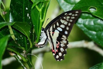 木蘭青鳳蝶 Graphium doson postianus 雌蟲