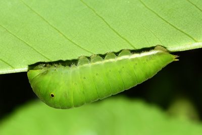 木蘭青鳳蝶 Graphium doson postianus