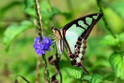 寬帶青鳳蝶 Graphium cloanthus kuge 雄蟲