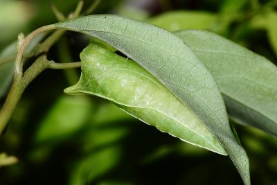 青鳳蝶 Graphium sarpedon connectens
