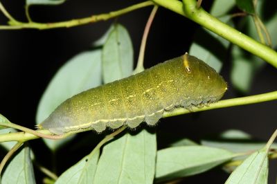 青鳳蝶 Graphium sarpedon connectens