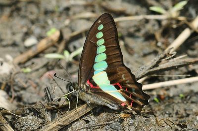 青鳳蝶 Graphium sarpedon connectens 雄蟲