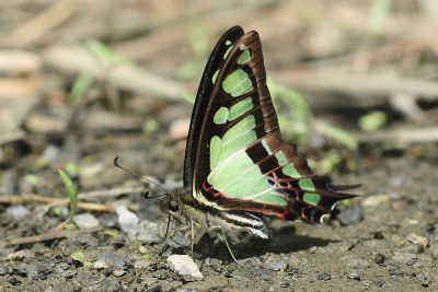 寬帶青鳳蝶 Graphium cloanthus kuge 雄蟲