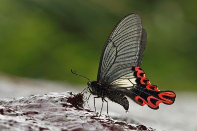臺灣寬尾鳳蝶 Papilio maraho 雄蟲