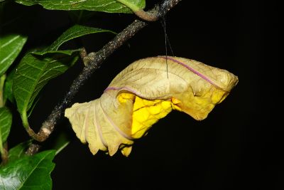 黃裳鳳蝶 Troides aeacus kaguya