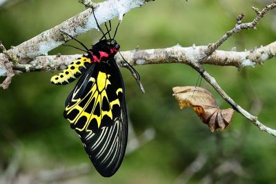 黃裳鳳蝶 Troides aeacus kaguya 雌蟲