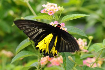 黃裳鳳蝶 Troides aeacus kaguya 雄蟲