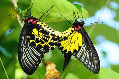 黃裳鳳蝶 Troides aeacus kaguya 交尾中個體