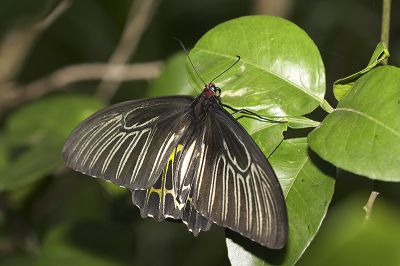 黃裳鳳蝶 Troides aeacus kaguya 雌蟲