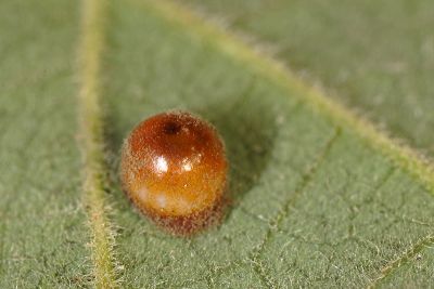 黃裳鳳蝶 Troides aeacus kaguya