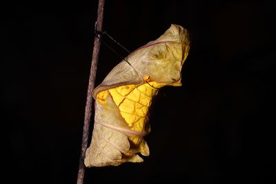 黃裳鳳蝶 Troides aeacus kaguya