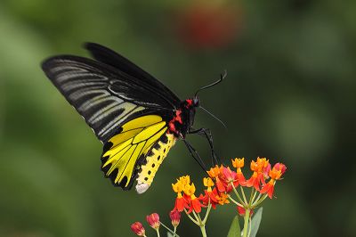 黃裳鳳蝶 Troides aeacus kaguya 雄蟲