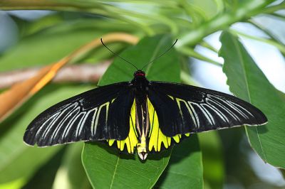 珠光裳鳳蝶 Troides magellanus sonani 雄蟲