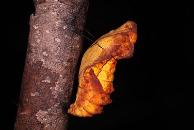 珠光裳鳳蝶 Troides magellanus sonani