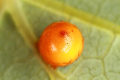 珠光裳鳳蝶 Troides magellanus sonani