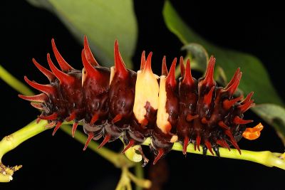 珠光裳鳳蝶 Troides magellanus sonani