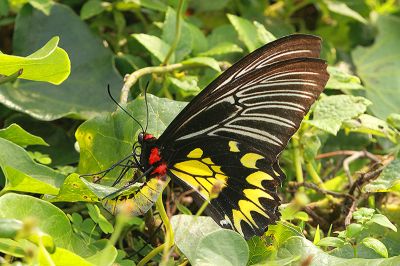 珠光裳鳳蝶 Troides magellanus sonani 雌蟲