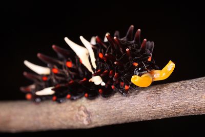 曙鳳蝶 Atrophaneura horishana